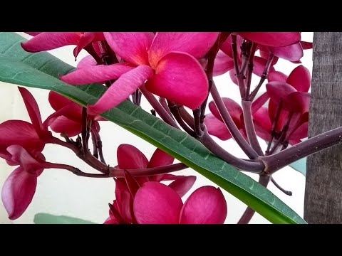 Vídeo: Cuidados com plantas de jasmim - Como cultivar videiras de jasmim