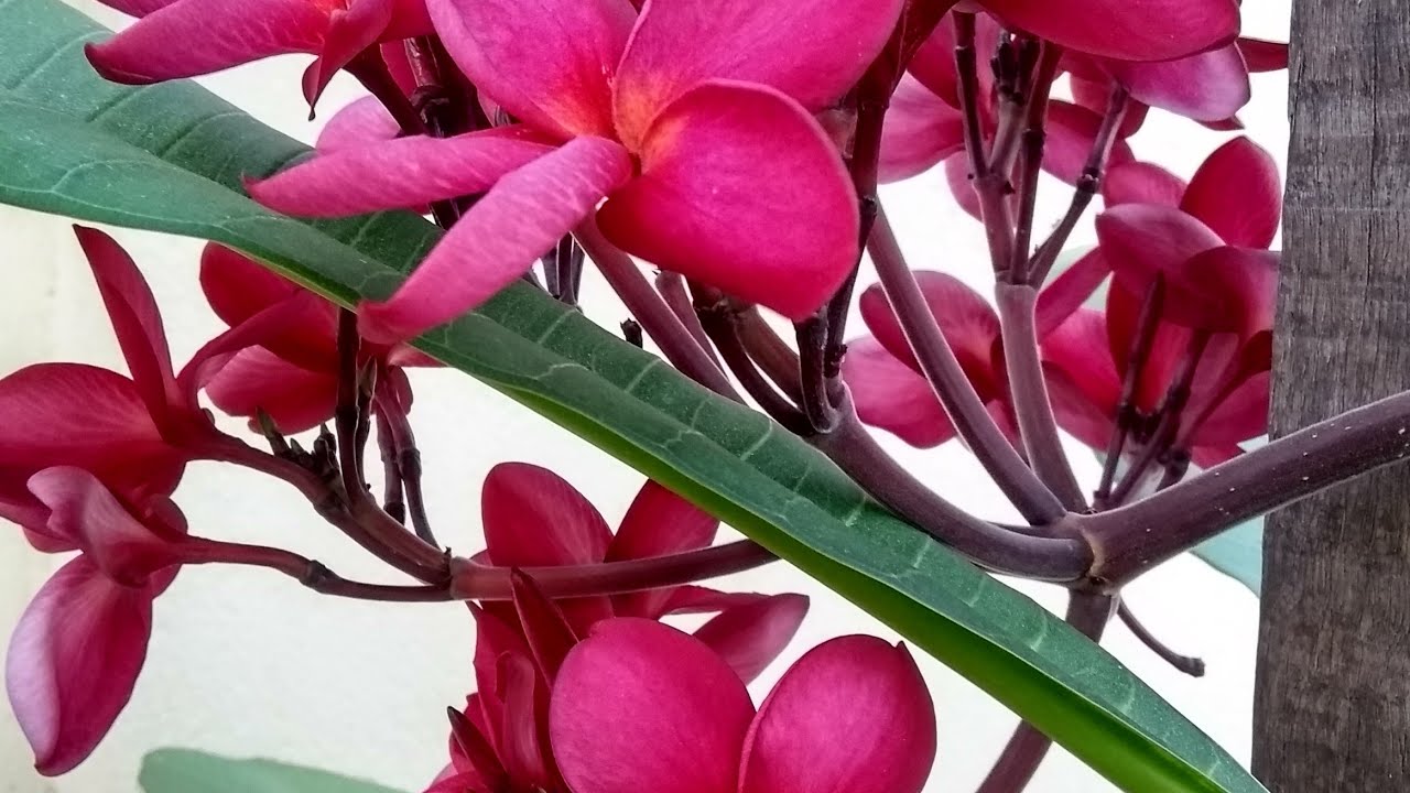Jasmim manga floração e dicas de como cuidar - thptnganamst.edu.vn