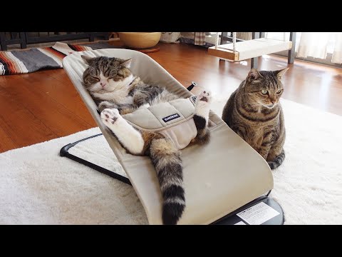 ベビーバウンサーがお気に入りなねこ。-Maru loves the baby bouncer.-