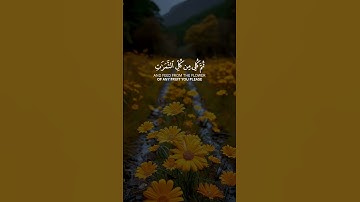 و أوحى ربك إلى النحل أن اتخذي من الجبال بيوتا || القارئ: ادريس أبكر