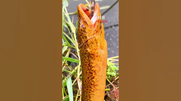 Top Viral Amazing Fishing Eel Fishing From Hole Using Hook TIK TOK 