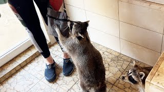 Raccoons inspect the guests / Alice catches baby goats