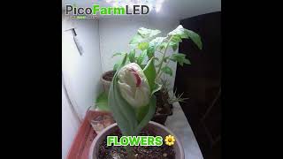 PicoFarmLED - The best LED panels for your DIY home farming projects!