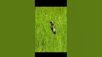 bobolinks #birds #migratorybirds #vermont #grasslands #shorts