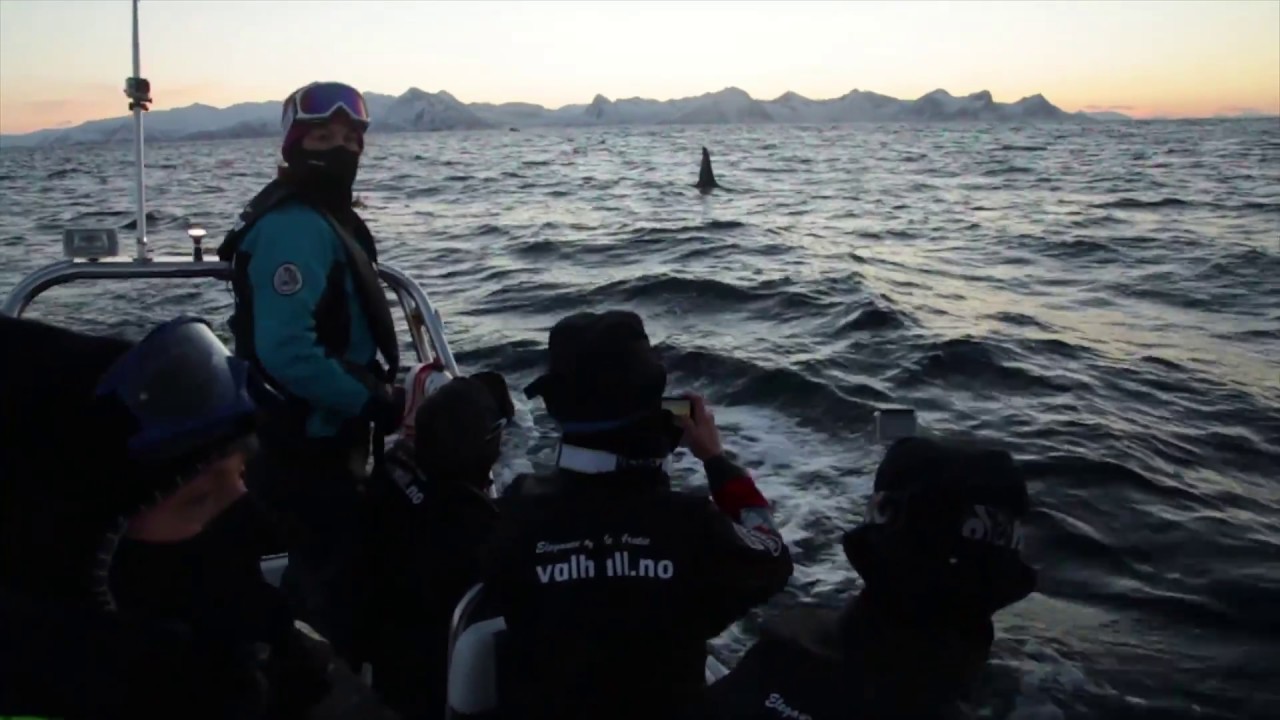 snorkel lift Orca Safari & Arctic Adventure 2017