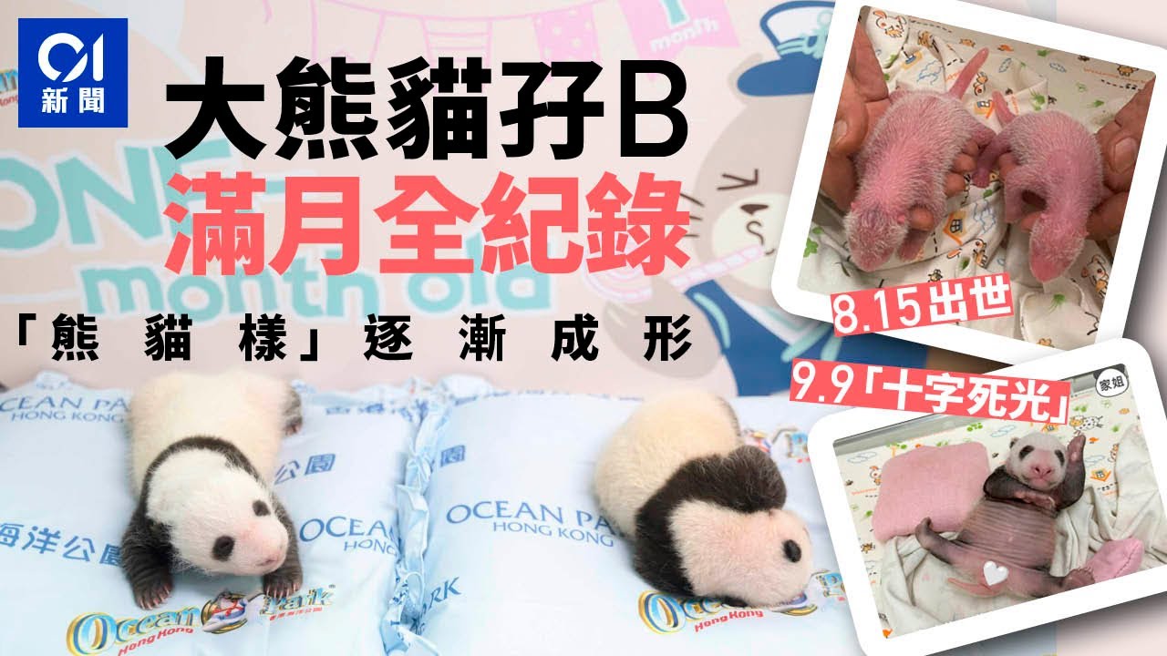 大熊貓盈盈BB滿月全紀錄｜出生一個月　龍鳳胎滿月「熊貓」樣逐漸成形 ｜01新聞｜大熊貓｜龍鳳胎｜滿月｜盈盈｜海洋公園
