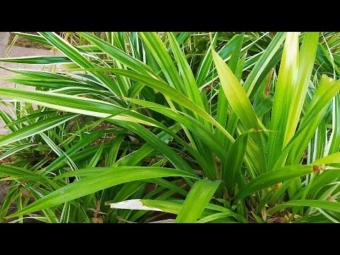 Video: Können Pandanus im Sand wachsen?