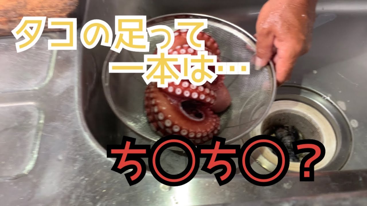 タコの足って 一本は ちんちん Youtube タコの足って 一本は ちんちん Youtube