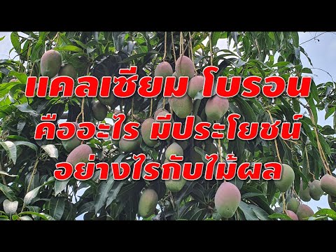 วีดีโอ: แหล่งโบรอนที่ดีสำหรับพืชคืออะไร?