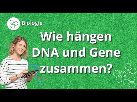 DNA und Gene: so hängen sie zusammen – Biologie | Duden Learnattack