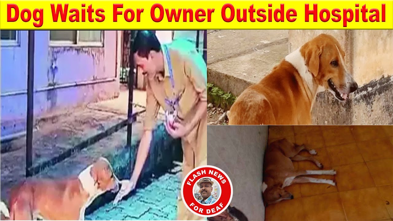 DOG WAITS FOR OWNER OUTSIDE HOSPITAL - YouTube