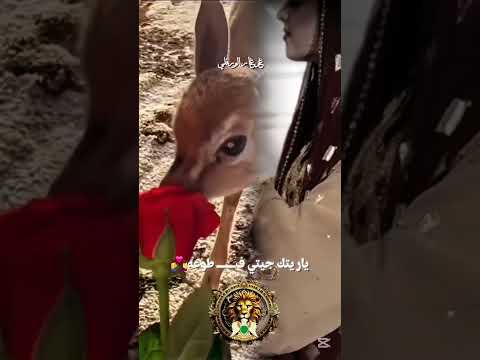 رقيق ساقه جدي الريم عبدالله المدير اكسبلور تصميمي تصميم فيديوهات لايك النجع قافلة