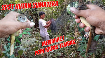 BERPETUALANG SENDIRI MIKAT BURUNG KAPAS TEMBAK DI DALAM HUTAN SUMATERA