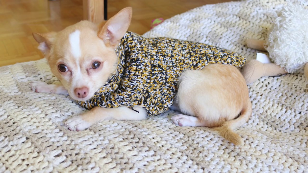 Handmade by Haniyyah: The next evolution of my crochet dog sweater  Dog  sweater crochet pattern, Crochet dog clothes, Crochet dog sweater