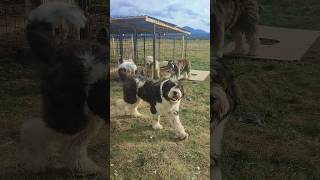 Un Mascul De Ciobanesc Mioritic În Vârstă De 3 Ani