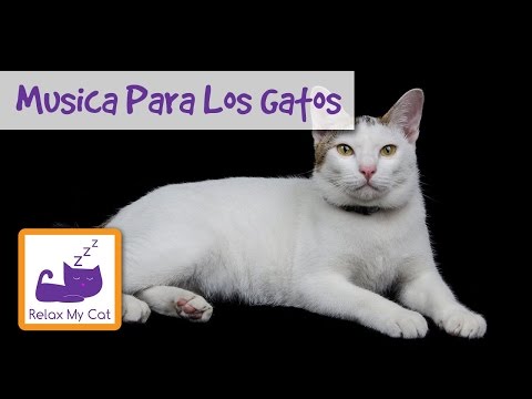 Video: ¿Qué música les gusta a los gatos?