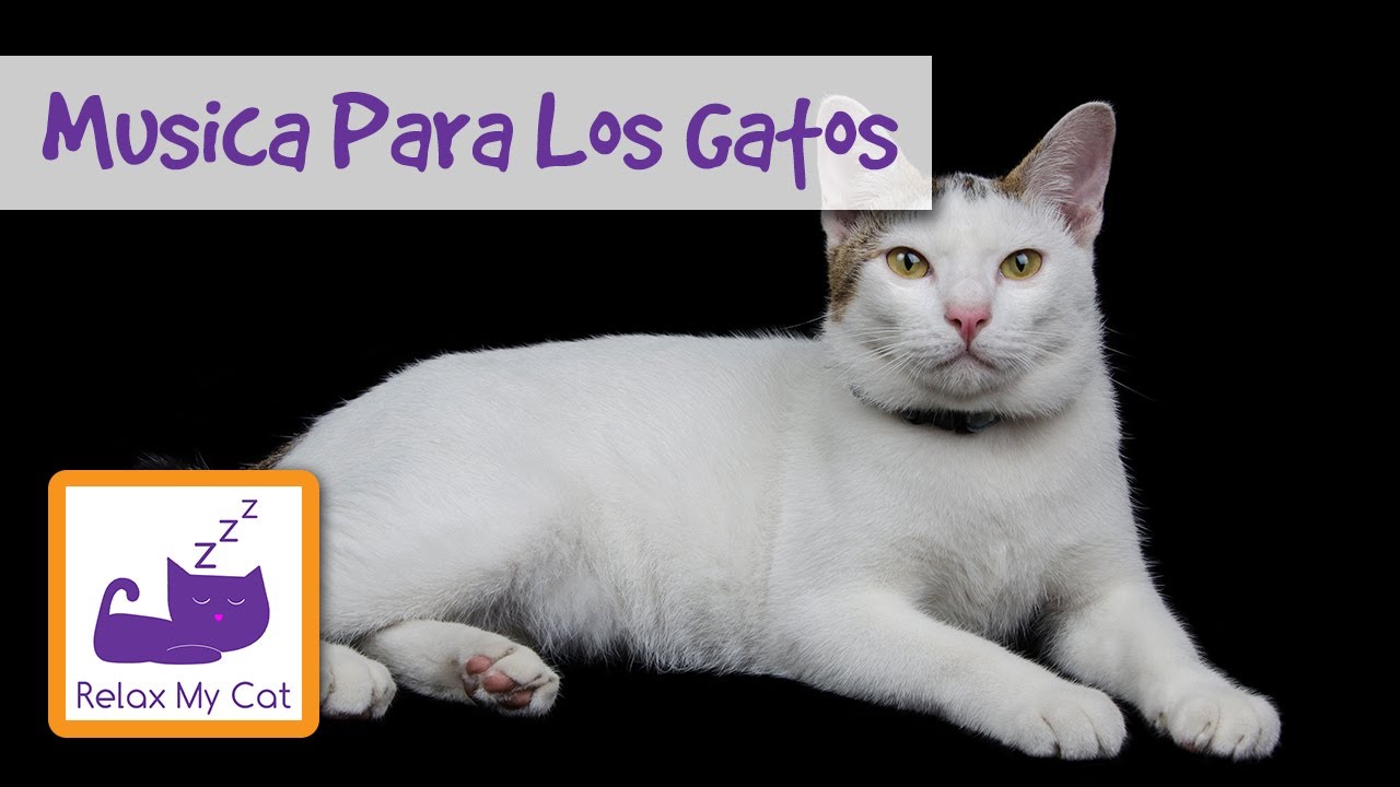 gatos feos Música para los gatos - Científicos crean Música Especialmente para los gatos