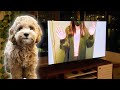 Dog Reactions To Mom Stuck In TV - Cavoodle