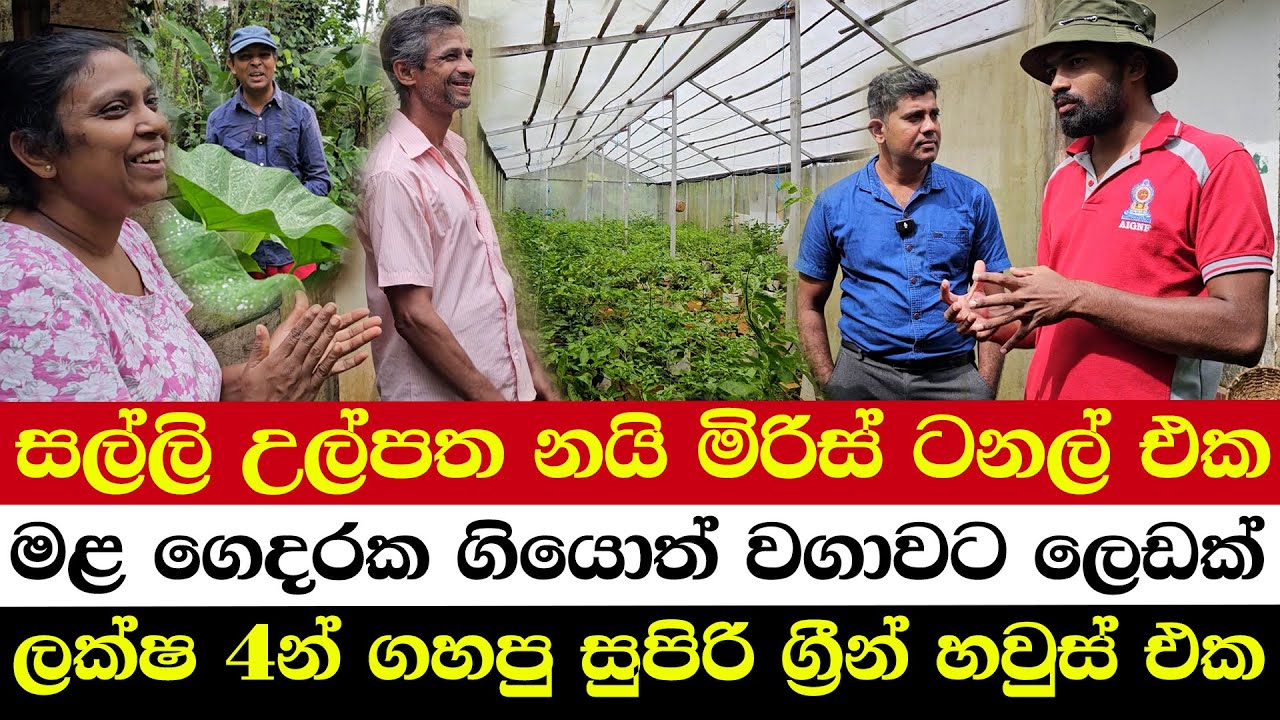 This Luxury Greenhouse Was Built for Just 400K | Hidden Income Source: The Miracle Chili Tunnel