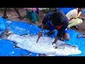 Live Fish Cutting  | Fish Fitter | Fisherman