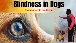 Blindness in Dogs । Homeopathic medicine । dog show training । by Durabull kennel 57 views 3 months ago 7 minutes, 25 seconds