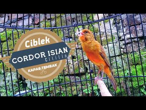 KENARI ISIAN CIBLEK KAPAS TEMBAK CILILIN💯JERNIH#kenarigacor