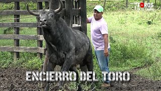 ENCIERRO DEL TORO AMARRADO A LOS CORRALES