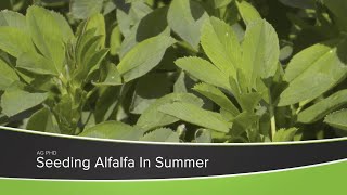 Summer Seeding Alfalfa (From Ag PhD Show #1166 - Air Date 8-9-20)