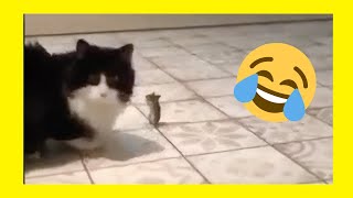 Gatto e topo giocano e diventano amici (Divertente) [2021]