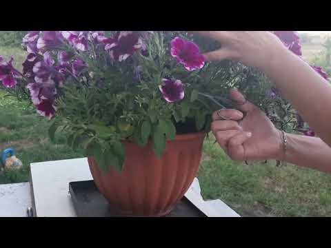 Видео: Зимний уход за петунией - Можно ли перезимовать растение петунии