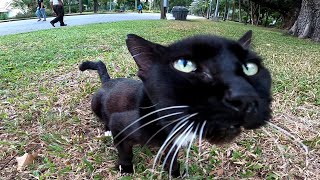 近づいても触るまで起きない呑気な野良猫