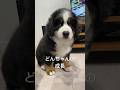 こんなに大きくなったよ（0歳2ヶ月→ 9ヶ月） #バーニーズマウンテンドッグ #大型犬の成長 #実は女の子なのだ💛