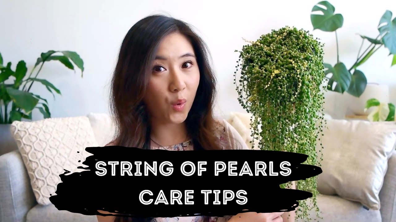 How to Care for String of Pearls Plants - A Beautiful Mess