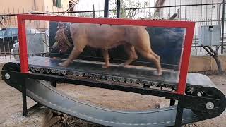 American Pit Bull ukc Skyline Naisa su treadmill.