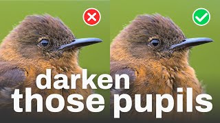 Darken Those Pupils In Wildlife Photography