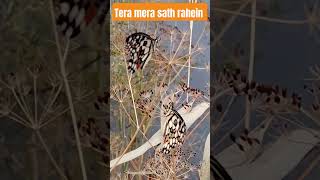 Old hindi sweet song latamangeshkar tera Mera Sath Rahe fabulus voice imotional love care
