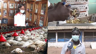 Apparition du virus H5N1 au Sénégal: l’aviculture grippée