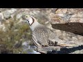 Himalayan Snowcock in the Ruby Mountains, Nevada.