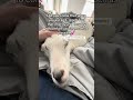#petgoat #goat #asmr