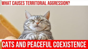Managing Territorial Aggression in Multi-Cat Homes: Tips & Tricks