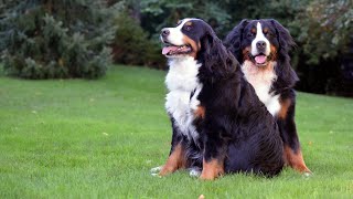Bernese Mountain Dog and Tracking Abilities