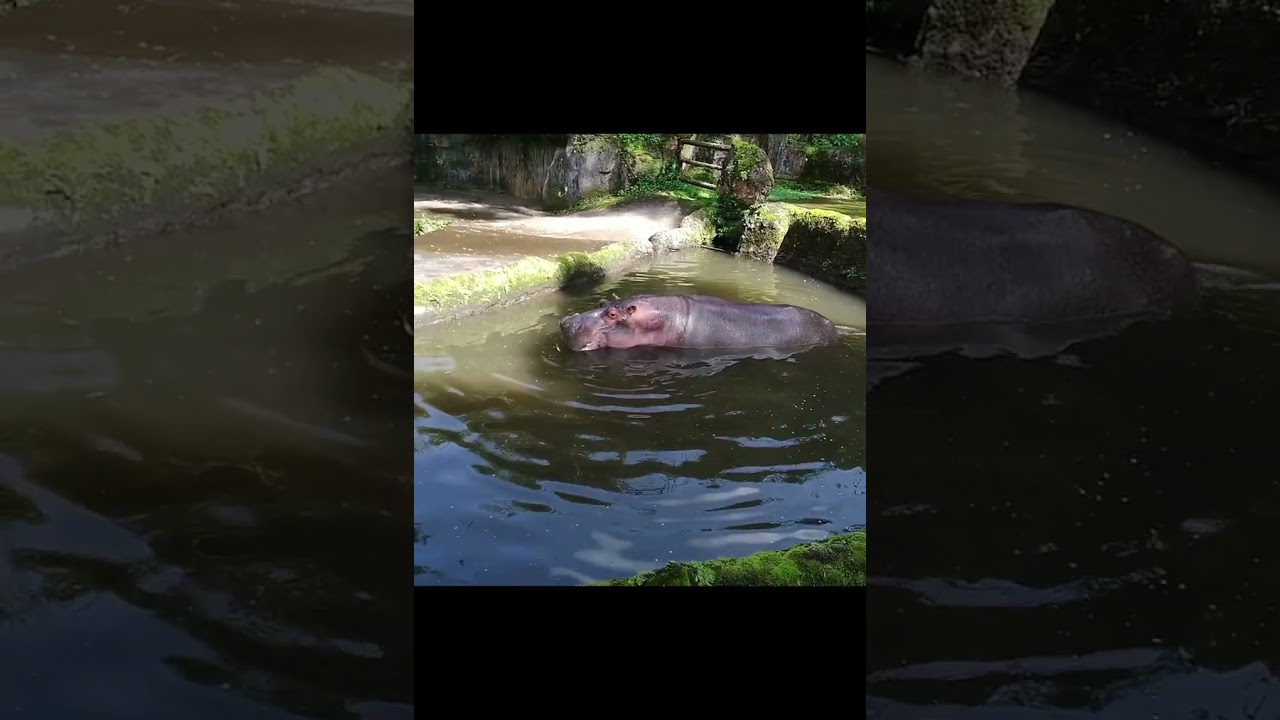 Pertama Kali Azlan ke Taman Safari, part 1#tamansafariindonesiabogor 