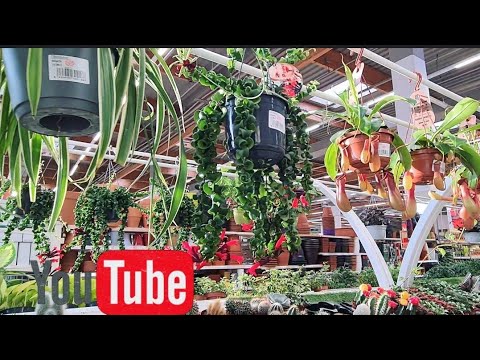 Видео: Най-безопасните растения за детска стая