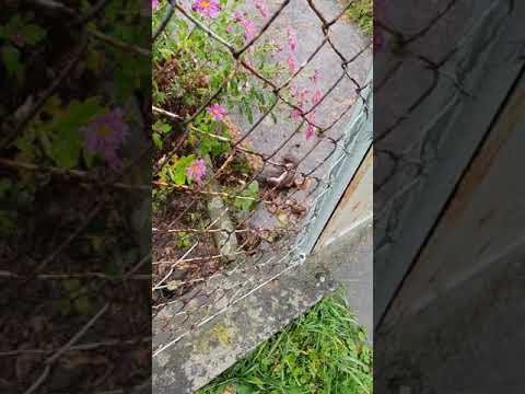 Video: Potkan Uviaznutý V Kanalizačnom Kryte V Nemecku Bol Zachránený