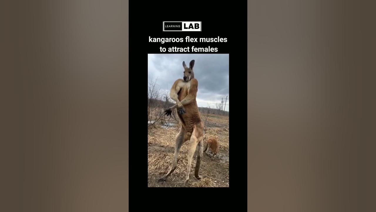 kangaroos-flex-muscles-to-attract-females-youtube