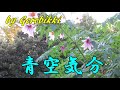 「青空気分」/小川みすず Japanese Taishogoto 大正琴  /Gerobikki