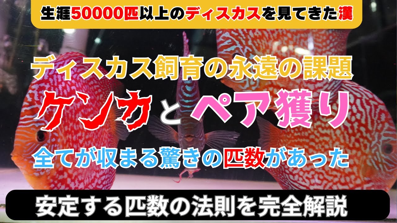 【ディスカス飼育に最適な匹数とは】ディスカスの喧嘩（ケンカ）や争いを抑える匹数の法則をご紹介します。この法則でペアリングも行うことができるように。この動画でいじめのない安定した水槽を作ることが可能です