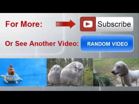 camera iphone 8 plus apk Funny And Cute Hedgehog Videos Compilation 2015 NEW