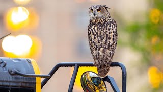 One year later, Flaco the owl's escape from NYC zoo remains a mystery