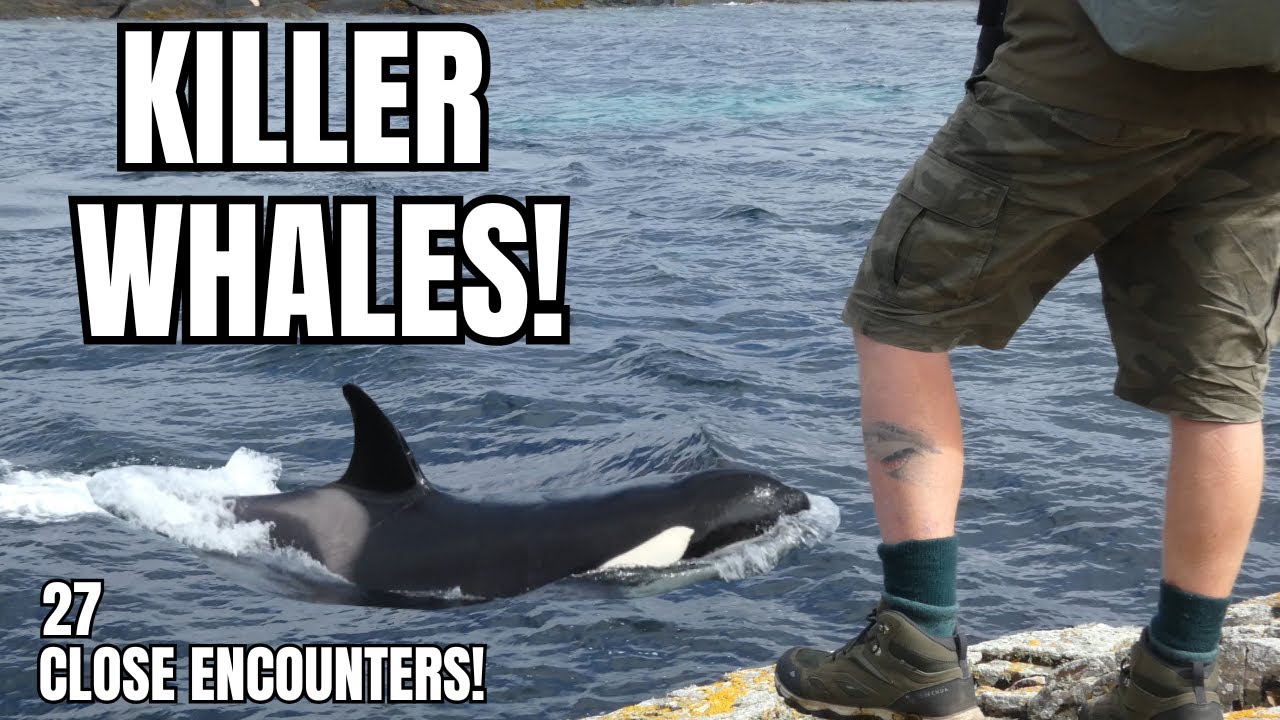 27 Encounters with the 27s ORCA pod (Scotland)